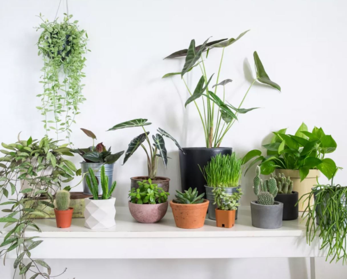 Những lưu &yacute; khi chọn c&acirc;y phong thủy cho người mệnh Kim